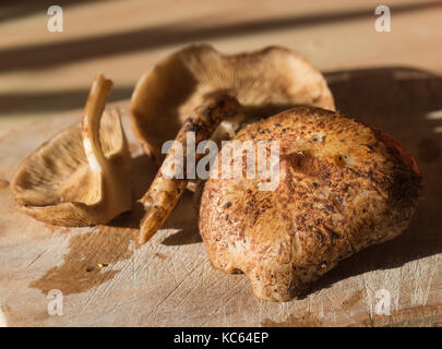 Chiodino funghi pronti per la cottura Foto Stock