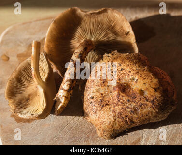 Chiodino funghi pronti per la cottura Foto Stock