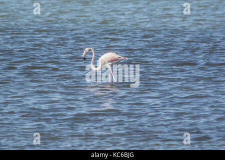 Fenicotteri rosa al mare laguna di amvrakikos Foto Stock