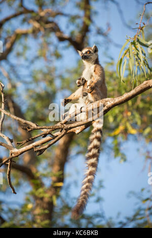 Africa, madgascar, riserva berenty, anello wild-tailed lemur (Lemur catta), in via di estinzione, madre con bambino aka pup. Foto Stock