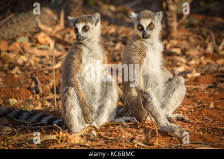 Africa, madgascar, riserva berenty, anello wild-tailed lemur (Lemur catta) in via di estinzione Foto Stock