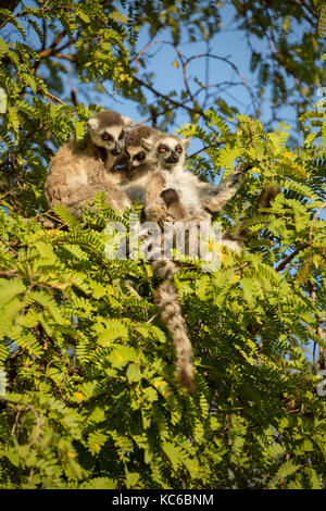 Africa, madgascar, riserva berenty, anello wild-tailed lemuri (Lemur catta) in via di estinzione, seduto nella struttura ad albero. Foto Stock