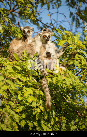 Africa, madgascar, riserva berenty, anello wild-tailed lemuri (Lemur catta) in via di estinzione, seduto nella struttura ad albero. Foto Stock