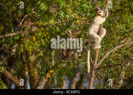 Africa, madgascar, berenty riserva, verreaux's sifaka rampicante, guardando verso l'alto. Foto Stock