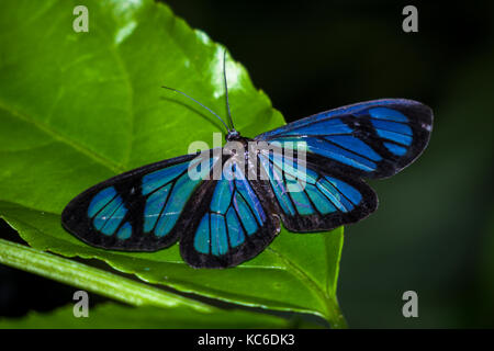 Cancellare ala blu butterfly close up macro Foto Stock