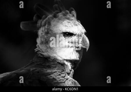 Immagine in bianco e nero dell'Arpia Aquila uccello nazionale di Panama Foto Stock