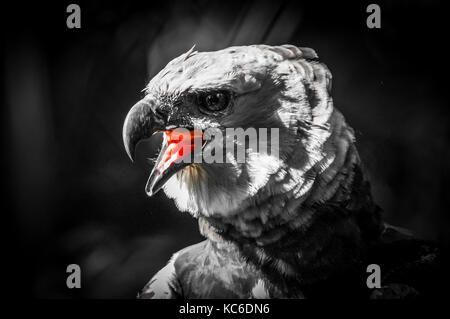 Bianco e nero elegante immagine dell'Arpia Aquila con colore rosso linguetta Foto Stock