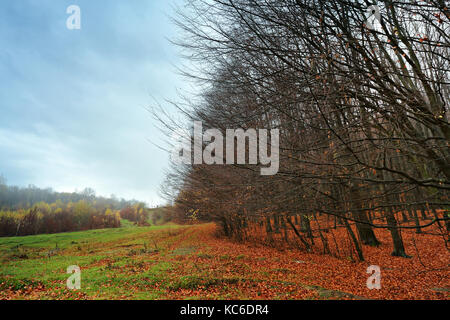 Cloudy mountain autumn landscape with colorful forest. Overcast orange and red autumn forest. Picturesque and paint colors of autumn foliage. Foto Stock