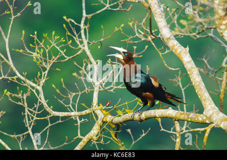 Castagne e intitolata oropendola grosso uccello su un ramo di albero Foto Stock