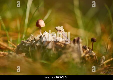 Piccolo Funghicoltura Foto Stock