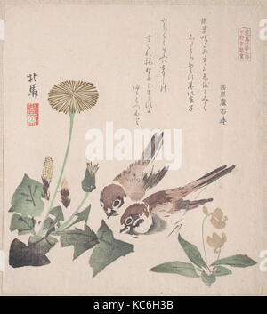 Molla di raccolta pioggia (Harusame shū), vol. 3: passeri e il tarassaco, 摺物帖 '春雨集' '花鳥六番之内 下野宇都宮' タンポポに雀, Teisai Hokuba, ca. 1820 Foto Stock