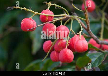 Rosa (tamarindo toechima erythrocarpum) fruttificazione. abbassare daintree. Parco Nazionale Daintree. queensland. Australia. Foto Stock