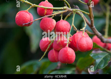 Rosa (tamarindo toechima erythrocarpum) fruttificazione. abbassare daintree. Parco Nazionale Daintree. queensland. Australia. Foto Stock