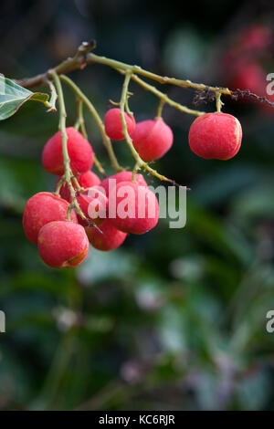 Rosa (tamarindo toechima erythrocarpum) fruttificazione. abbassare daintree. Parco Nazionale Daintree. queensland. Australia. Foto Stock