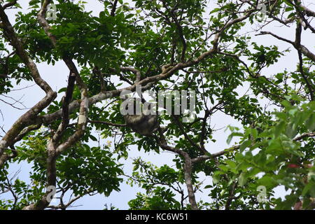 Hoffmann ha tre dita bradipo, Choloepus hoffmanni, Tortuguero NP, Costa Rica Foto Stock