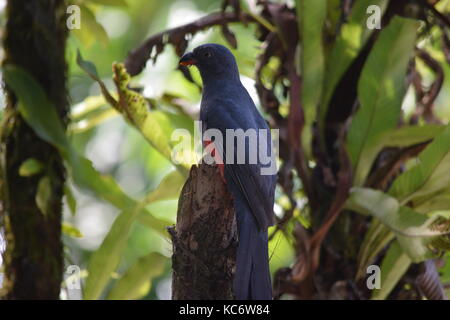 Slaty femmina tailed trogon, trogon massena, tortuguero, Costa Rica Foto Stock