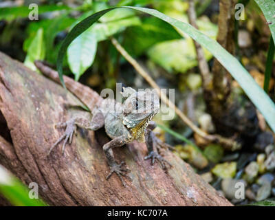 Il Boyd's forest dragon (lophosaurus boydii) in piedi sul ramo Foto Stock