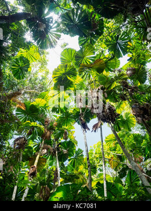 Foglie verdi di fan di palma, (licuala grandis) nella foresta pluviale Foto Stock