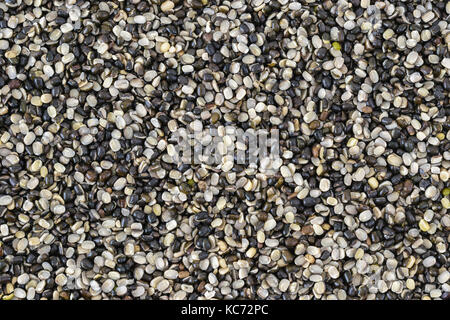 Split lenticchia nera (Murad dal) compilato come sfondo Foto Stock