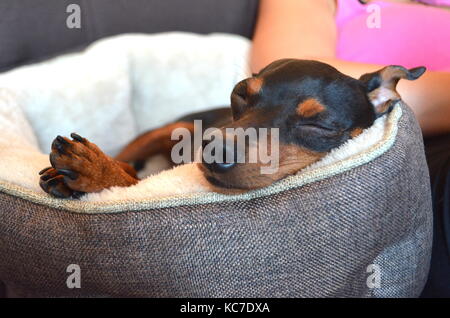 Carino miniatura tedesco pinscher nana cane in ambiente domestico. Dettaglio di una piccola mini pinsher cane. POV Foto Stock