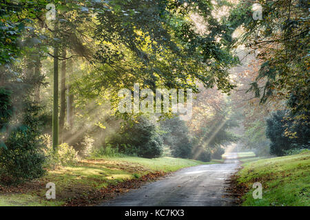 In autunno i raggi di luce del sole attraverso gli alberi lungo una tranquilla strada rurale nelle prime ore del mattino nebbia. paesaggio in Norfolk Inghilterra con erba sconfinano Foto Stock