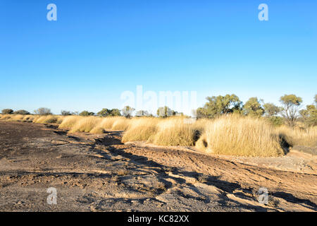 Spinifex crescendo in arido entroterra vicino Winton, Central West Queensland, QLD, Australia Foto Stock