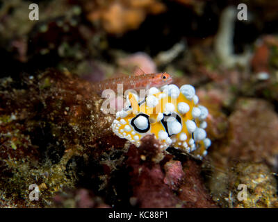 Phyllidia ocellata nudibranch con piccolo gobide su una scogliera di corallo Foto Stock