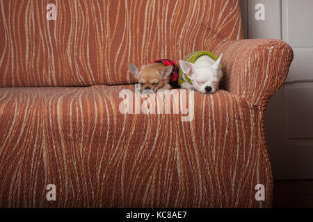 Due chihuahua cani vestito con i pullover in appoggio sul divano, 4 mesi vecchio cucciolo di cannella e 3 anni femmina bianca. Foto Stock