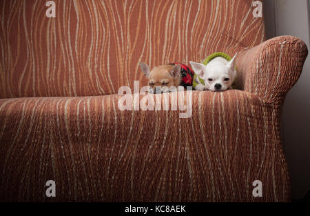 Due chihuahua cani vestito con i pullover in appoggio sul divano, 4 mesi vecchio cucciolo di cannella e 3 anni femmina bianca. Foto Stock