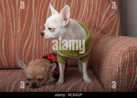 Due chihuahua cani vestito con i pullover in appoggio sul divano, 4 mesi vecchio cucciolo di cannella e 3 anni femmina bianca. Foto Stock