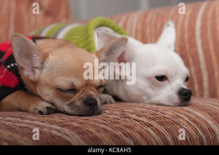 Due chihuahua cani vestito con i pullover in appoggio sul divano, 4 mesi vecchio cucciolo di cannella e 3 anni femmina bianca. Foto Stock