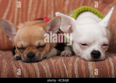 Due chihuahua cani vestito con i pullover in appoggio sul divano, 4 mesi vecchio cucciolo di cannella e 3 anni femmina bianca. Foto Stock