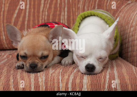 Due chihuahua cani vestito con i pullover in appoggio sul divano, 4 mesi vecchio cucciolo di cannella e 3 anni femmina bianca. Foto Stock