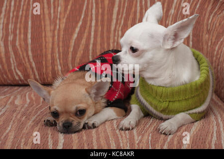 Due chihuahua cani vestito con i pullover in appoggio sul divano, 4 mesi vecchio cucciolo di cannella e 3 anni femmina bianca. Foto Stock