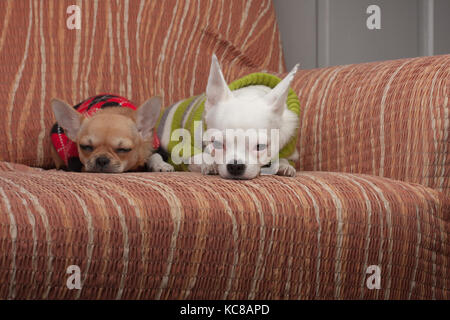 Due chihuahua cani vestito con i pullover in appoggio sul divano, 4 mesi vecchio cucciolo di cannella e 3 anni femmina bianca. Foto Stock