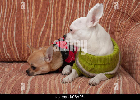 Due chihuahua cani vestito con i pullover in appoggio sul divano, 4 mesi vecchio cucciolo di cannella e 3 anni femmina bianca. Foto Stock