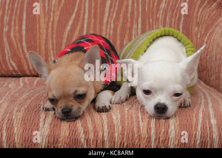 Due chihuahua cani vestito con i pullover in appoggio sul divano, 4 mesi vecchio cucciolo di cannella e 3 anni femmina bianca. Foto Stock