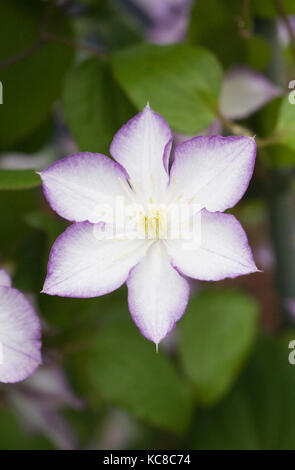 La clematide 'fascino fortunato' Fiore. Foto Stock