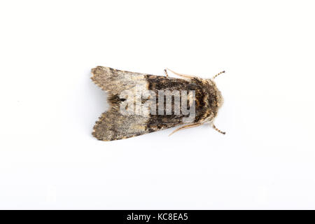 Dado albero di Tussock, Colocasia coryli, Monmouthshire, Aprile. Famiglia Noctuidae. Foto Stock