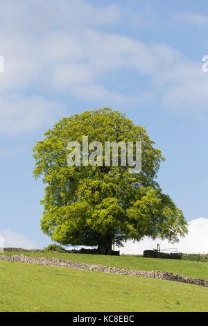 Unico faggio, Fagus sylvatica, Catbrook, Monmouthshire Foto Stock