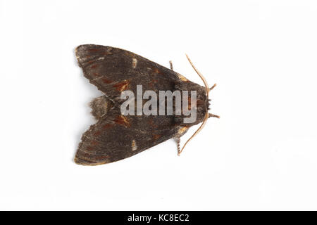 Ferro falena prominente, Notodonta dromedarius, Catbrook, Monmouthshire, maggio. Famiglia Notodontidae. Focus-impilati l immagine su sfondo bianco Foto Stock