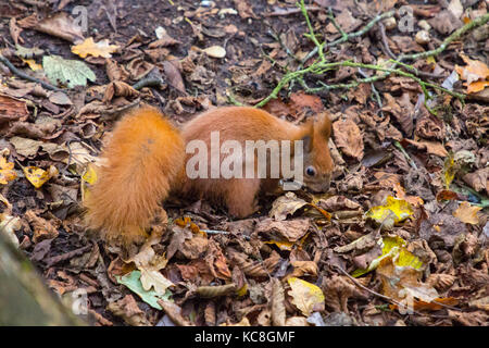 Nascondi, Bird, Adgeston, Isle of Wight 'Squirrel, Europeo, Rosso (Sciuridae)', Alverstone, bird watching, 'Isle of Wight', la natura, l'Isola di Wight, Inghilterra, Regno Unito.', Alverstone Mead Foto Stock