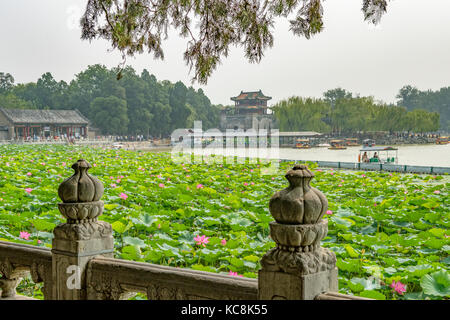 Fiori di loto al palazzo estivo, Pechino, Cina Foto Stock