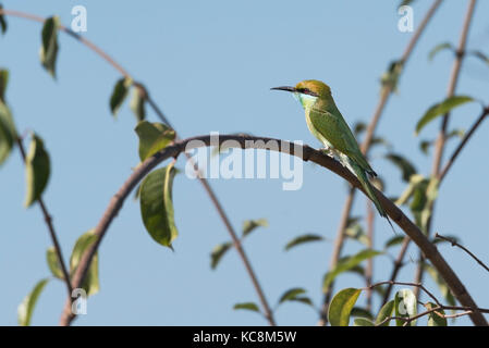 Bee- eater in attesa per il suo cibo! Foto Stock
