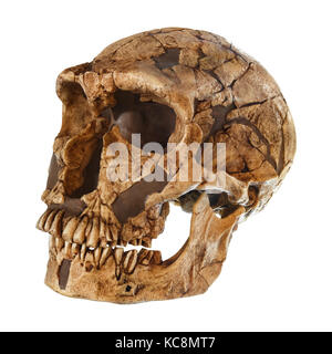 Homo neanderthalensis cranio . ( La ferrassie ) . datata a 50.000 anni fa . scoperto nel 1909 a la ferrassie , Francia . Foto Stock