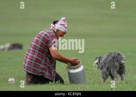 BAT-ULZII, MONGOLIA, 15 luglio 2013 : le donne organizzano la mungitura delle querce e dei caprini nella steppa. La metà della popolazione mongolo ha un nomade li Foto Stock