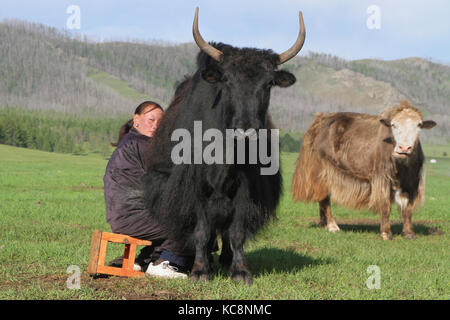 BAT-ULZII, MONGOLIA, 15 luglio 2013 : le donne organizzano la mungitura delle querce e dei caprini nella steppa. La metà della popolazione mongolo ha un nomade li Foto Stock