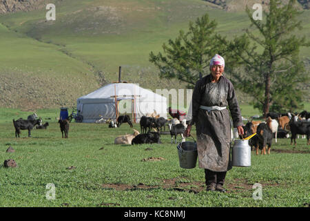 BAT-ULZII, MONGOLIA, 15 luglio 2013 : le donne organizzano la mungitura delle querce e dei caprini nella steppa. La metà della popolazione mongolo ha un nomade li Foto Stock