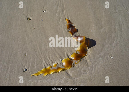 Le alghe lavato fino sulla spiaggia, North Wales UK. Foto Stock