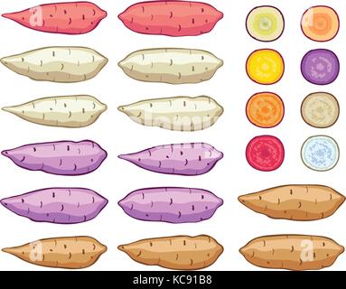 Vettore di patate dolci insieme isolato su sfondo bianco crudo batatas patata intera e fette. sano cibo organico, vegetali agricoltura. Illustrazione Vettoriale